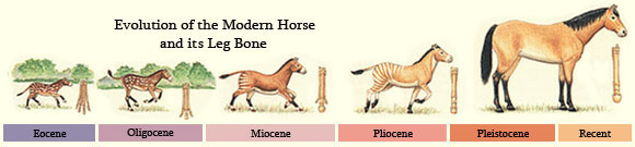 Horse Evolution